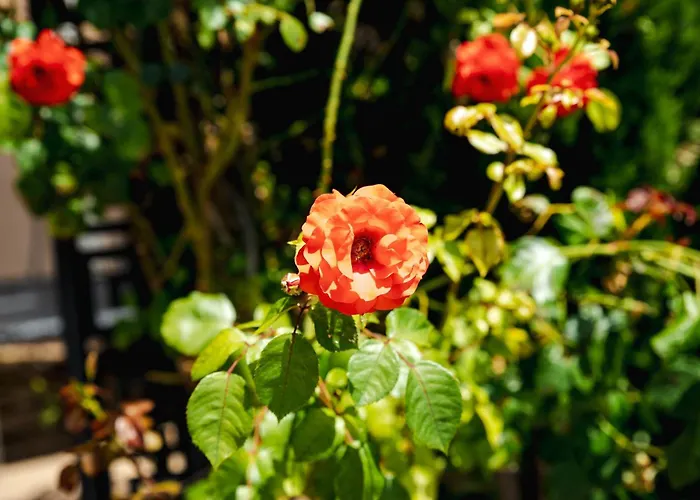 Biato Ξενοδοχείο με διαμερίσματα Σάνι Μπιτς