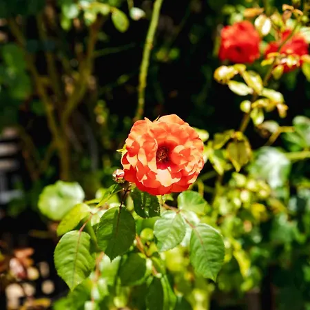 Biato 公寓式酒店 阳光海滩